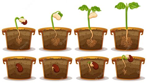 Free Germination Cliparts Download Free Germination Cliparts Png 3598912