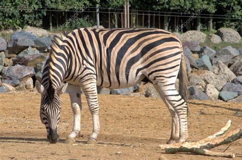 Zebra Standing — Stock Photo © Pauws99 3886726