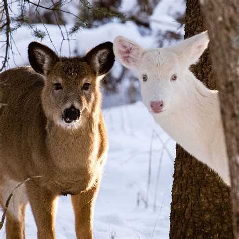 Baby Albino Deer