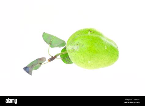 Pome Is White Background Stock Photo Alamy