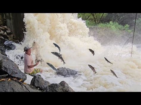 MUITO PEIXE SUBINDO DAS CORRENTEZA GRANDE VOLUME DE CHUVA Chuva Agua