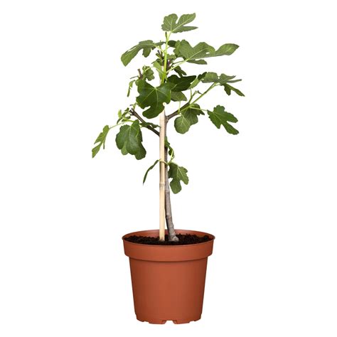 Fíkovník smokvoň Ficus carica kmínek výška cca 60 80 cm kv cca 4 l