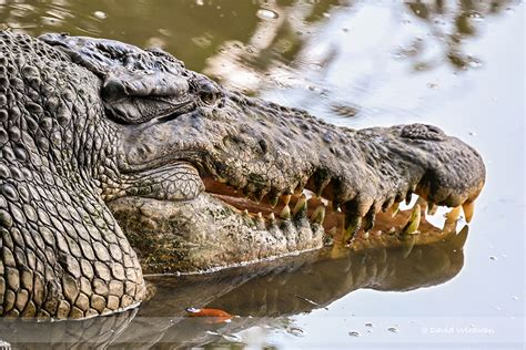 Tailless Saltwater Crocodile - Sungei Buloh - Singapore Geographic