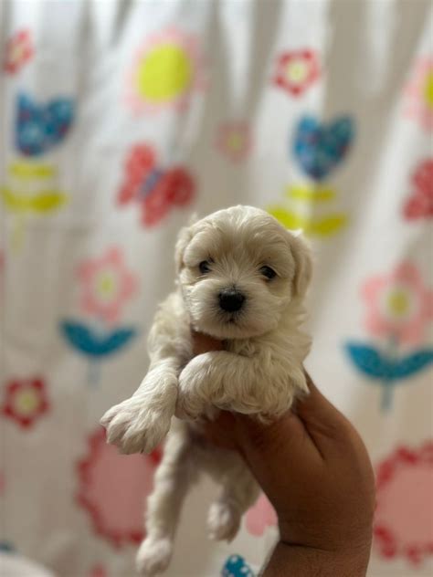 Bichon Maltez Mini Toy Bucuresti Sectorul Olx Ro