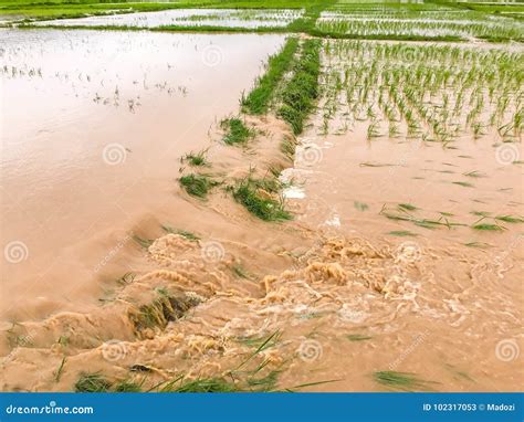 Agriculture Rice Field Flooded Damage Stock Image Image Of Landscape