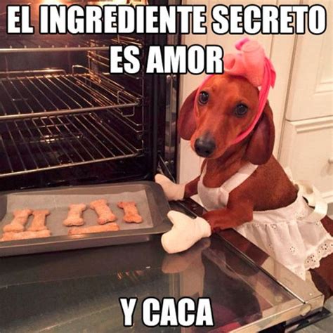 Los Mejores Memes De Perros Para Compartir En Los Estados De Whatsapp | Images and Photos finder