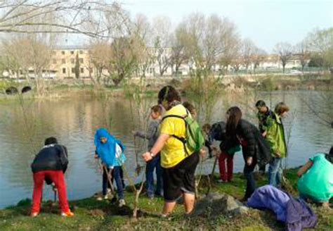 Manlleu Planta Arbres Per Millorar El Bosc De Ribera Del Riu Ter