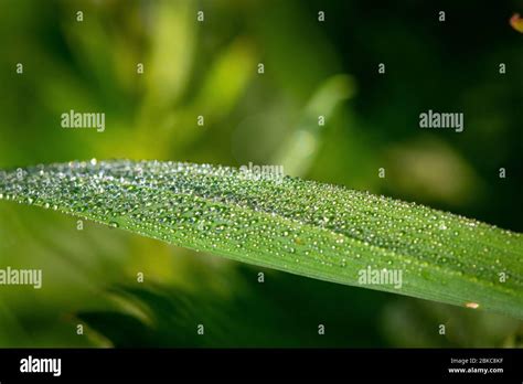 Morning Dew On Grass Leaf Stock Photo Alamy