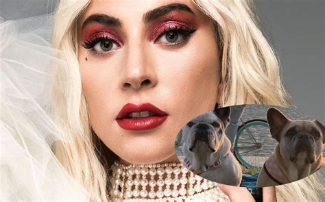 Lady Gaga Encuentran A Perros De Cantante Que Habían Sido Robados Grupo Milenio