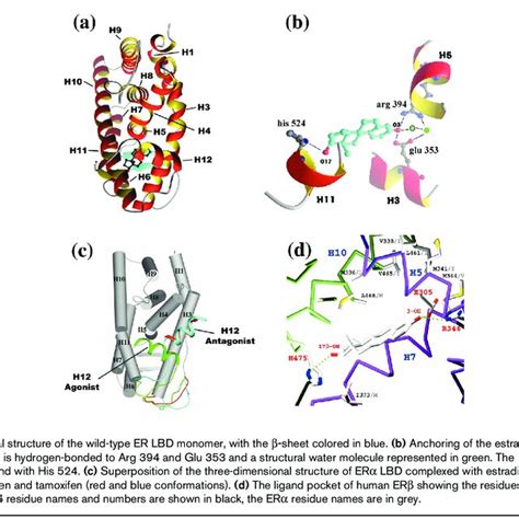 Pdf Structure Function Relationships In Dna And Ligand Binding