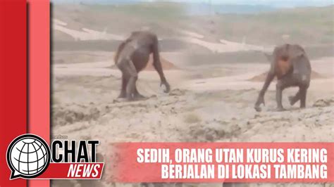 Sedih Penampakan Orang Utan Kurus Kering Di Lokasi Tambang Chatnews