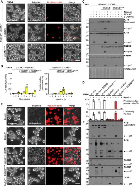 Gasdermin E Permits Interleukin 1 Beta Release In Distinct Sublytic And