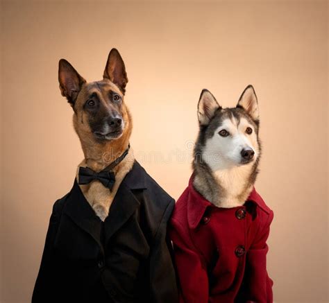 Two dogs in formal outfits stock image. Image of domestic - 357809503