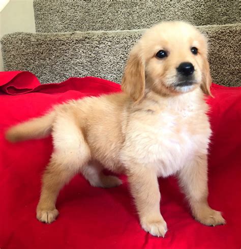 Golden Retriever Puppies For Sale Sugar Land Tx 273633