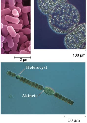 Micro Organisms Flashcards Quizlet