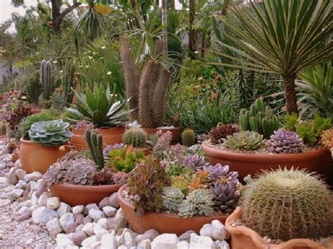 Hermosas Composiciones Con Suculentas Plantas