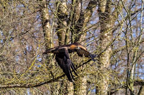 Guila De Oro Chrysaetos De Aquila Que Se Sientan En Una Rama Foto De