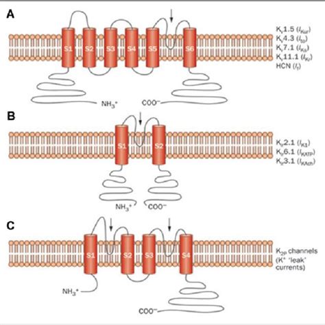 Structure of different cardiac potassium channel species: Schematic ...