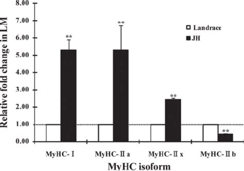 Relative Mrna Expression Of Myosin Heavy Chain Myhc Isoform Genes In Download Scientific