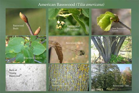 About Basswood Tree Informacionpublicasvetgobgt