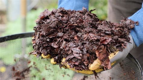 How To Make Leaf Mould Follow Our Top Tips For Success Gardeningetc