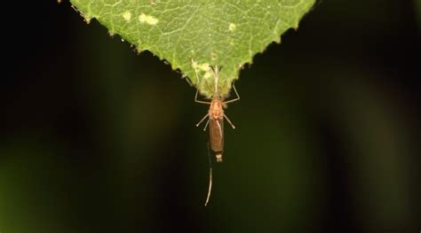 Muore Un Anziano Uomo Ricoverato Con Sospetta Febbre Da West Nile Virus