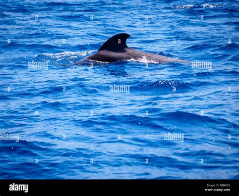 Pilot Whale Globicephala Melas Hi Res Stock Photography And Images Alamy