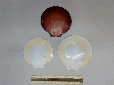 3 Moon Scallop Shells Amusium Pleuronectes Obtained 1970s Marshal