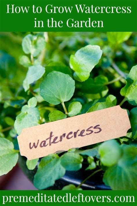 This Guide On How To Grow Watercress Includes Everything You Need To