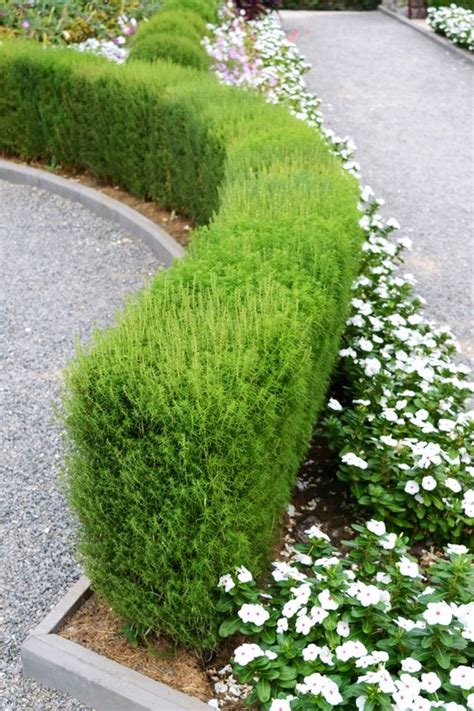 Beautiful Flowering Shrubs Great for Hedges