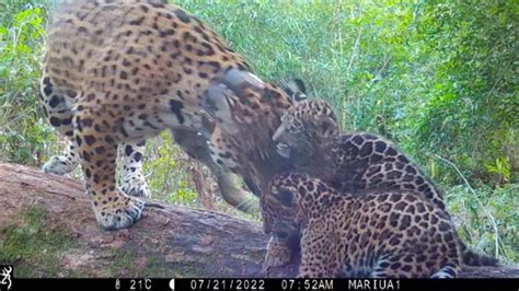 Esteros del Iberá nacieron dos yaguaretés y suman 12 los ejemplares