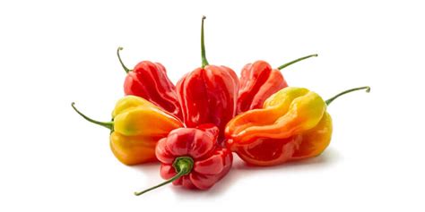 Scotch Bonnet Peppers All You Need To Know Guide To Fresh Produce