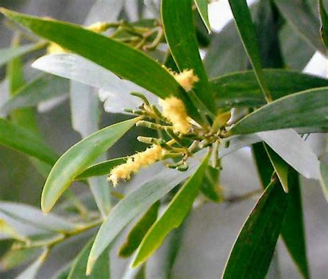 Acacia Leiocalyx An Abceeds