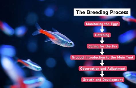 Neon Tetra Breeding: Eggs and Hatching - Living with Fish