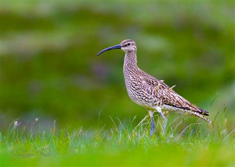 Whimbrel Numenius Phaeopus Whimbrel Numenius Phaeopus Flickr