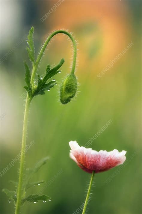 Poppies Papaver Rhoeas Stock Image B830 3275 Science Photo Library