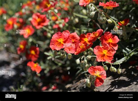 Dragon De Feu Helianthemum Banque De Photographies Et Dimages à Haute