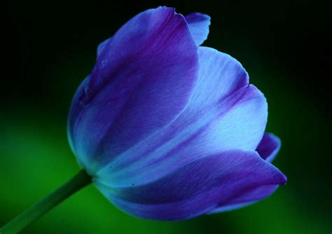 blue tulip - Pixdaus