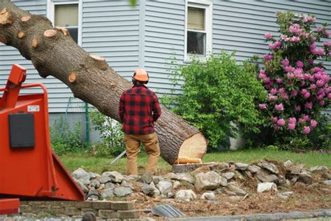 How to Cut Down a Large Tree Near Your House: Safety Tips