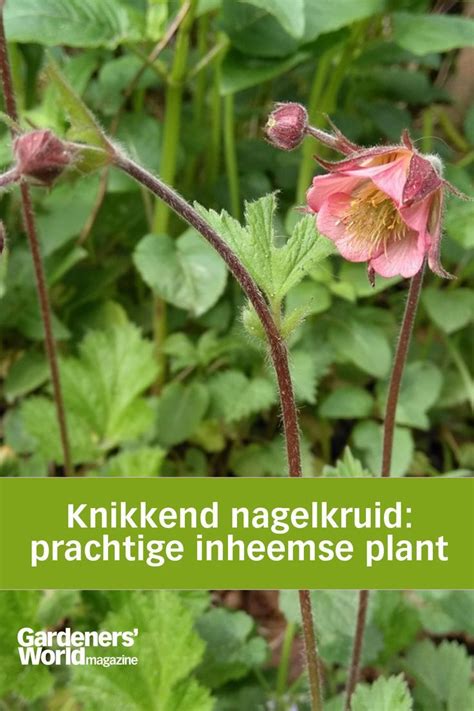 Knikkend Nagelkruid Geum Rivale Een Prachtige Inheemse Plant