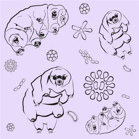 100 000 Tardigrade Vector Images Depositphotos