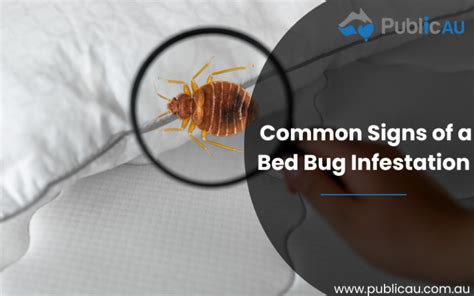 Common Signs of a Bed Bug Infestation You Shouldn't Ignore