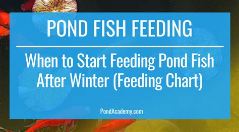 When to Start Feeding Pond Fish After Winter (Feeding Chart)