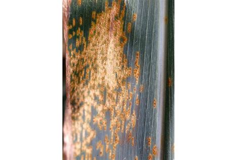 Recognizing Corn Rust Diseases Crop Science US