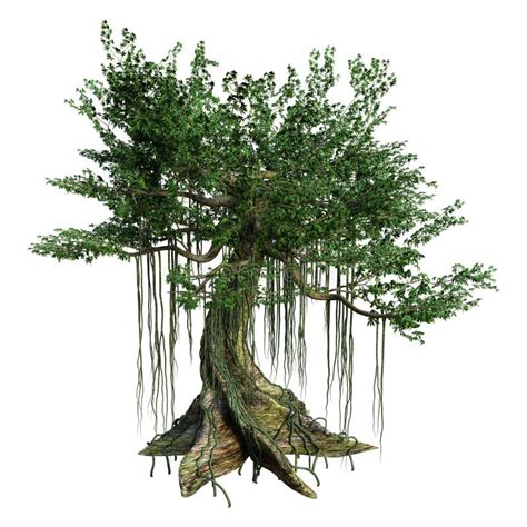 3d Rendering Kapok Tree On White Stock Illustration Illustration Of