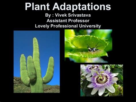 Plant adaptations | Plant adaptations, Plant adaptations activities ...