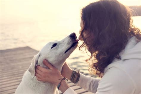 Las Mascotas Saben Distinguir Entre Una Buena Y Una Mala Persona