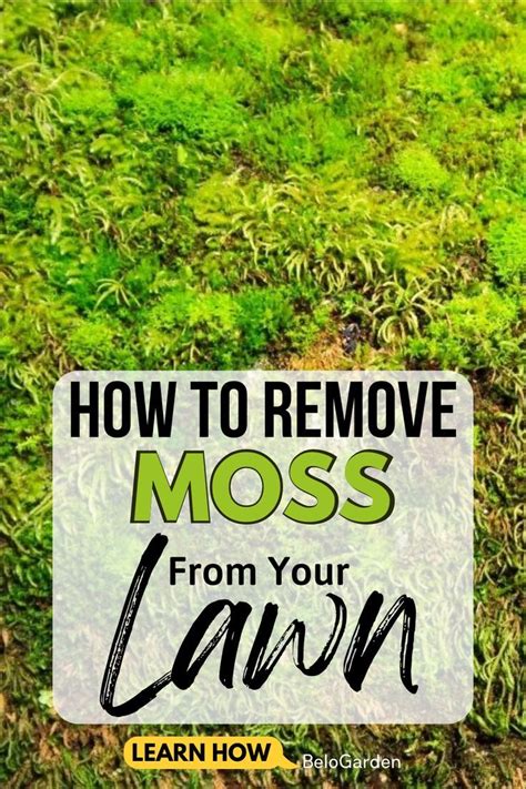 How To Kill Moss From Your Lawn Remove Moss From Lawn Moss Lawn