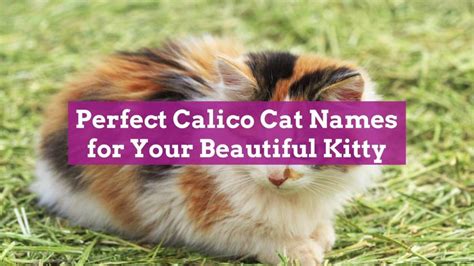 Perfect Calico Cat Names for Your Beautiful Kitty