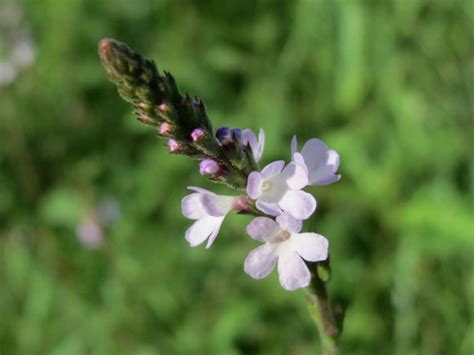 Verbena: características y cuidados